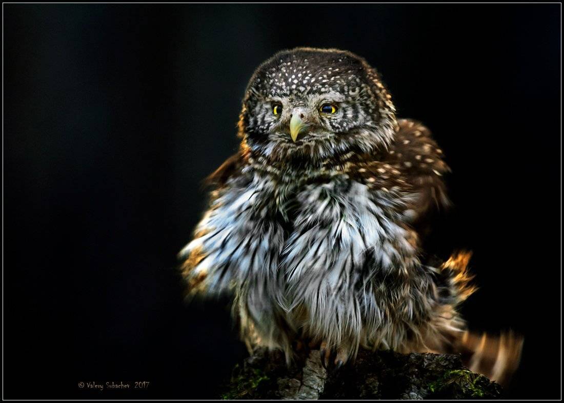 , Валерий Субачев