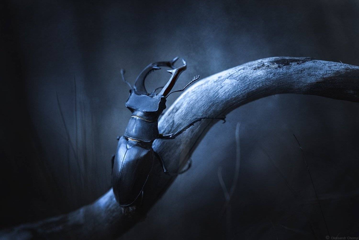 украина, коростышев, природа, жук-олень, макро, макро истории, макро мир, макро красота, лес, сумерки,, Александр Чорный