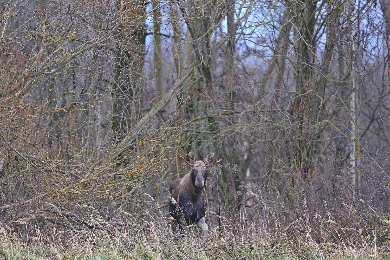 , Андрей Шимчук