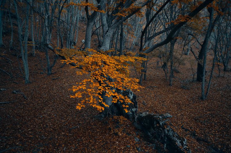 _ фото превью