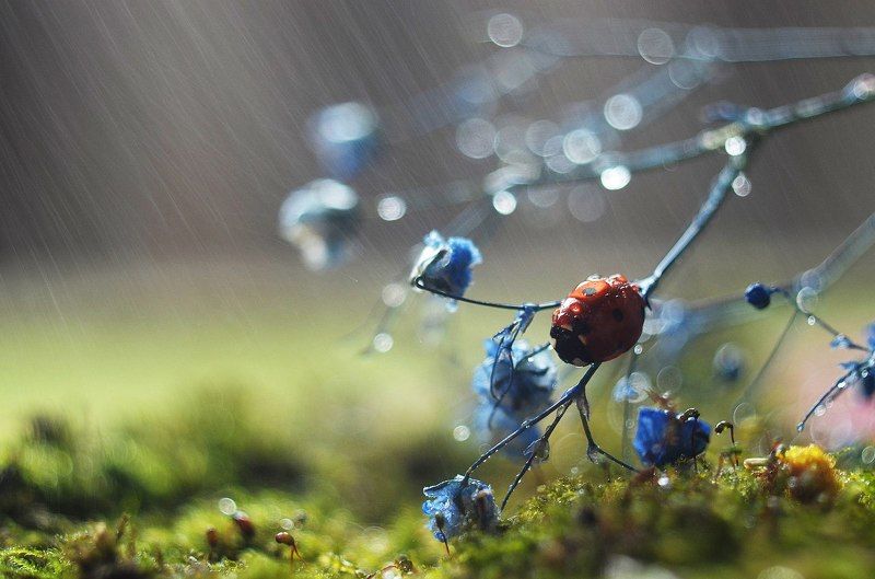 Дождливое утро фото превью