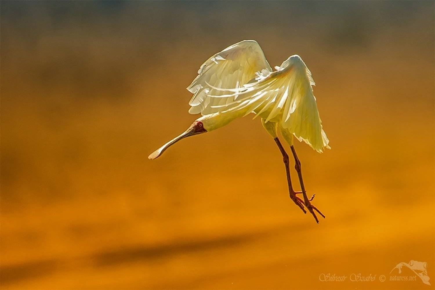 ibis, Silvestr Szab&oacute;