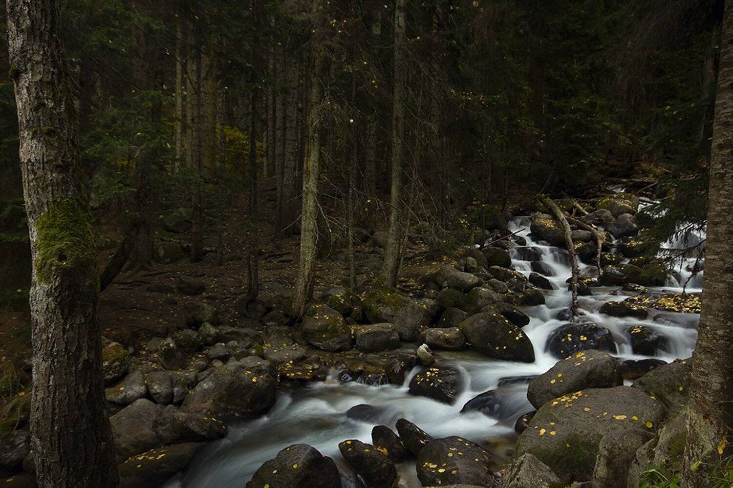 , Иваненко Светлана