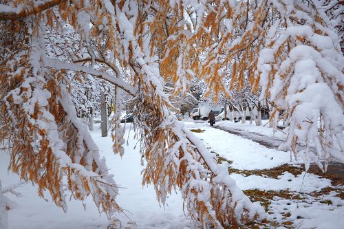 Рыже-белая Осень-зима