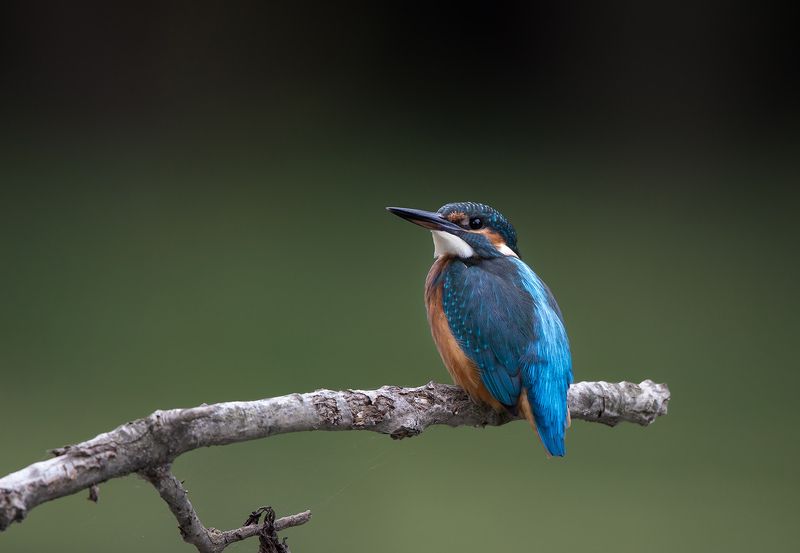 alcedo фото превью