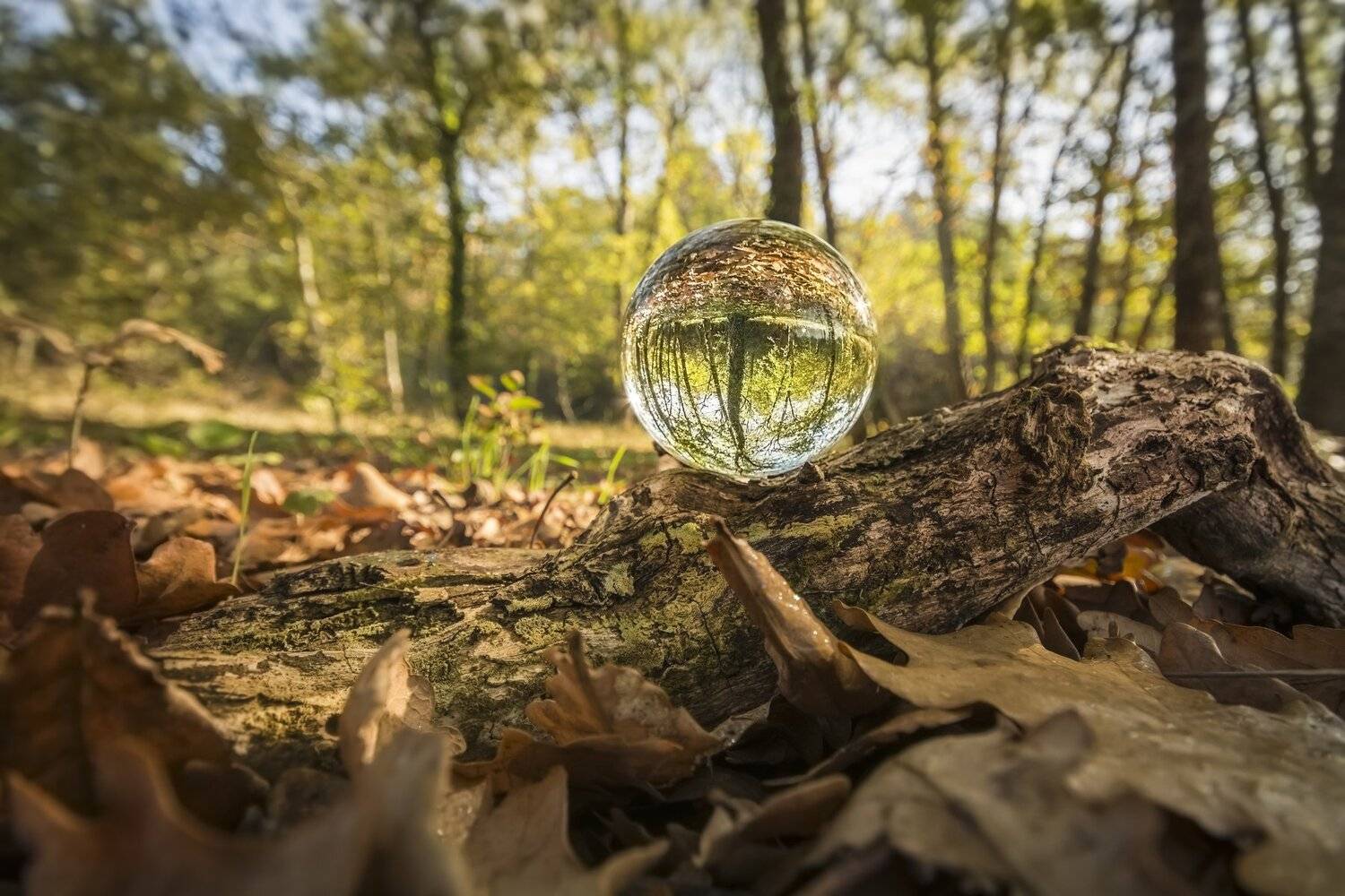 autumn, landscape, macro, nature, trunk, trees, photography, Antonio Coelho