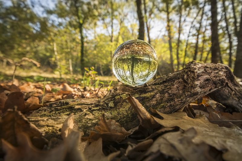 autumn, landscape, macro, nature, trunk, trees, photography Autumn inside фото превью