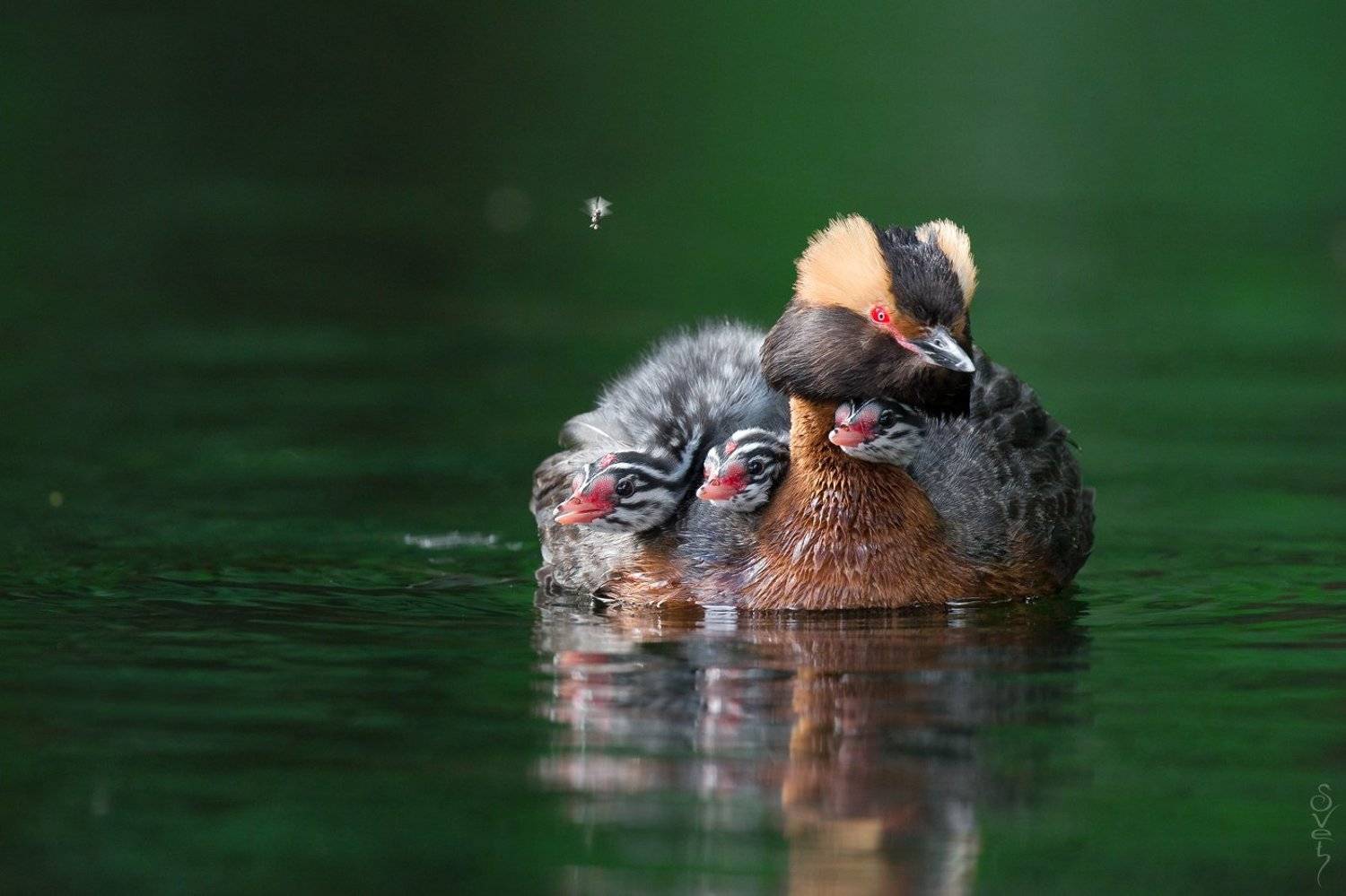 красношейная поганка, Байбекова Светлана