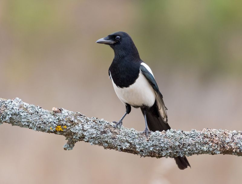 сорока сорока фото превью