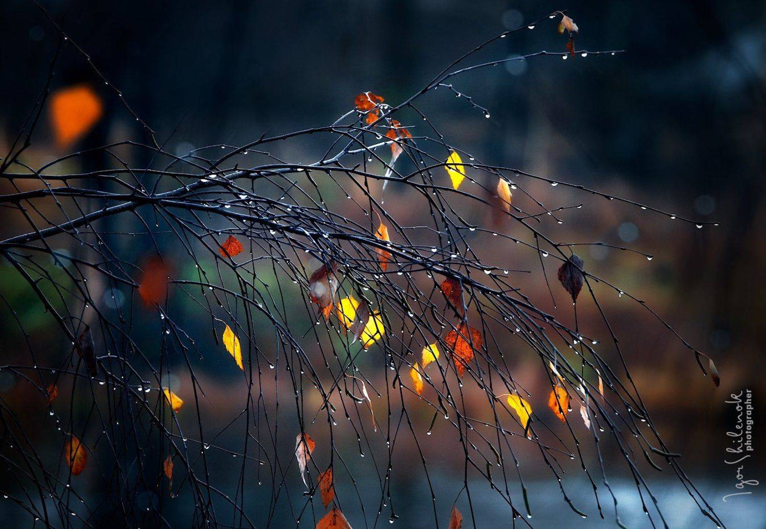 осень, ноябрь, листья, краски, Игорь Шиленок