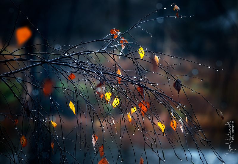 осень, ноябрь, листья, краски Конфетти ноября фото превью