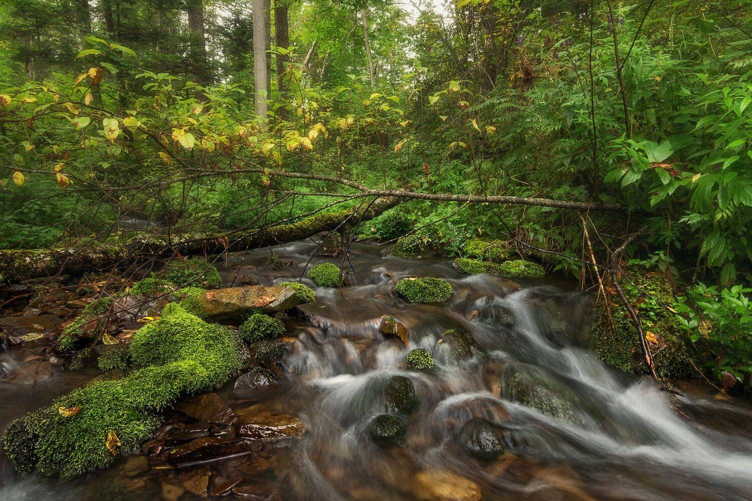 , Шинкарева Елена