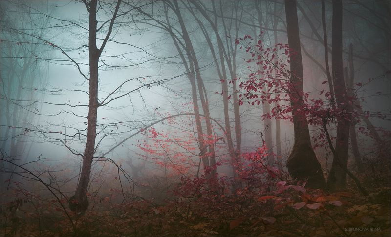 Поэзия осеннего леса фото превью