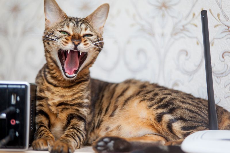 mr.filler :) фото превью