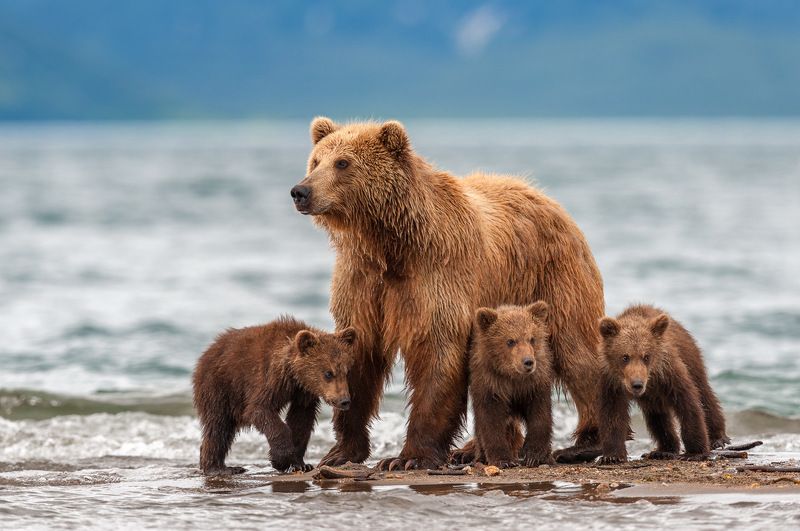 #bear #kamchatka #wildlife #wildlifephotography #wildnature #nikon #outdoors #animal #nature  #naturelovers #bearphoto  #cubs Во все глаза фото превью