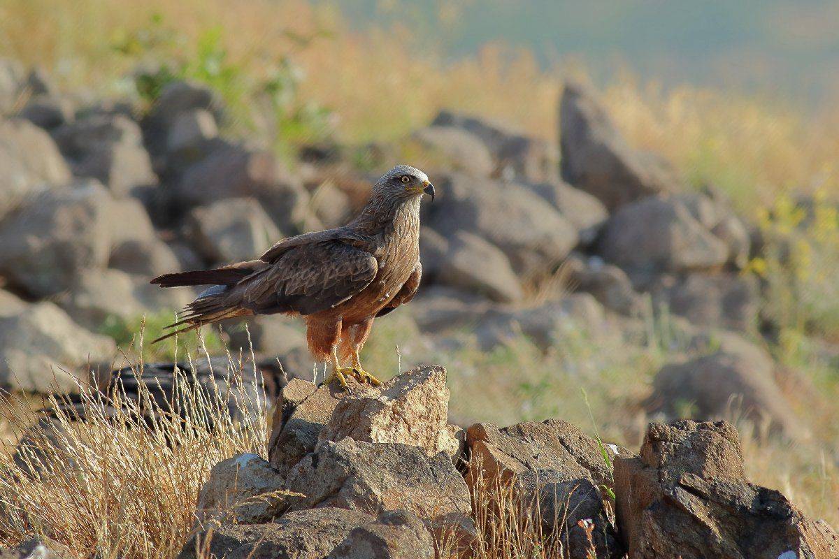 , Георги Славов