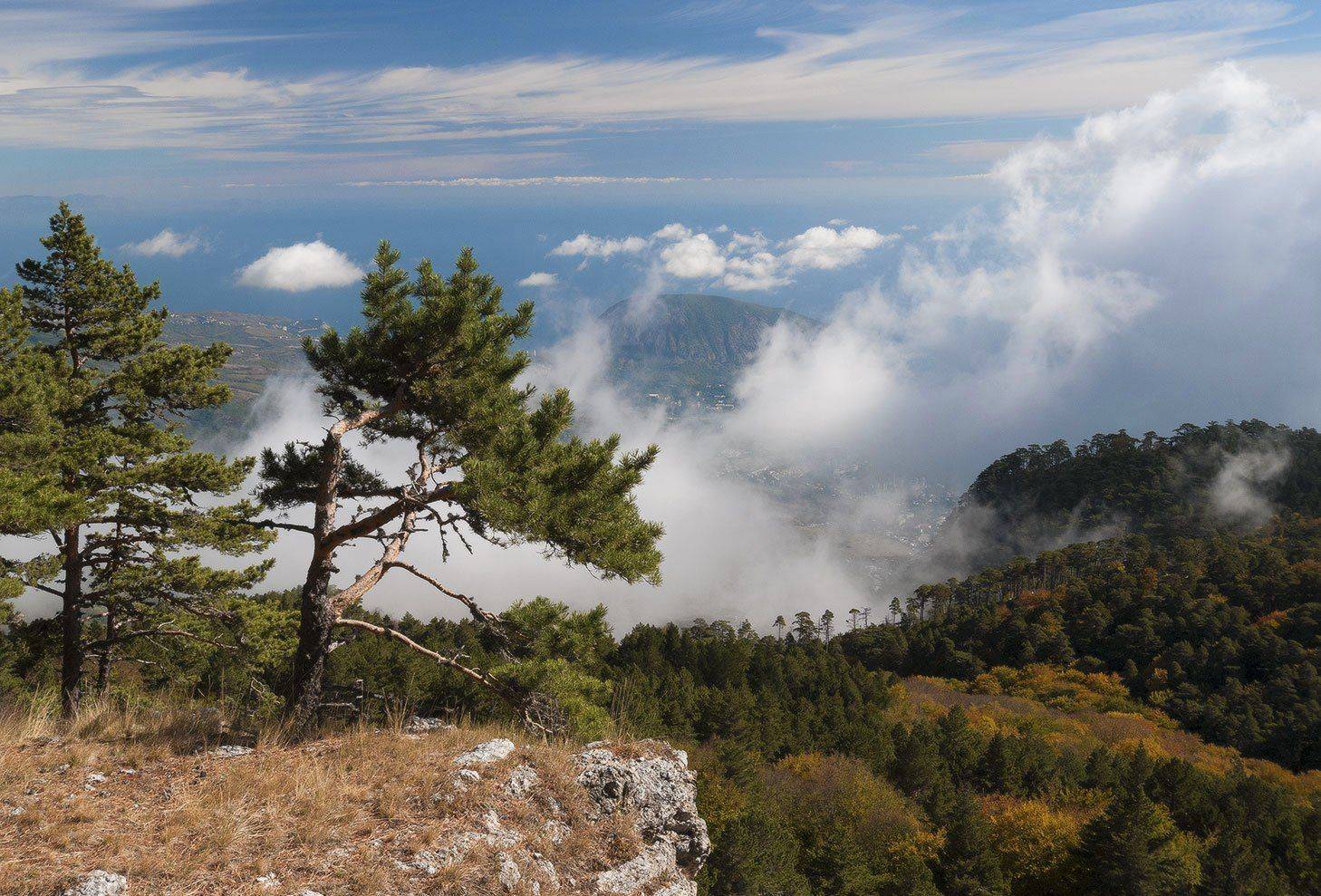 , Саша  Вайсберг / Waldschnepfe /