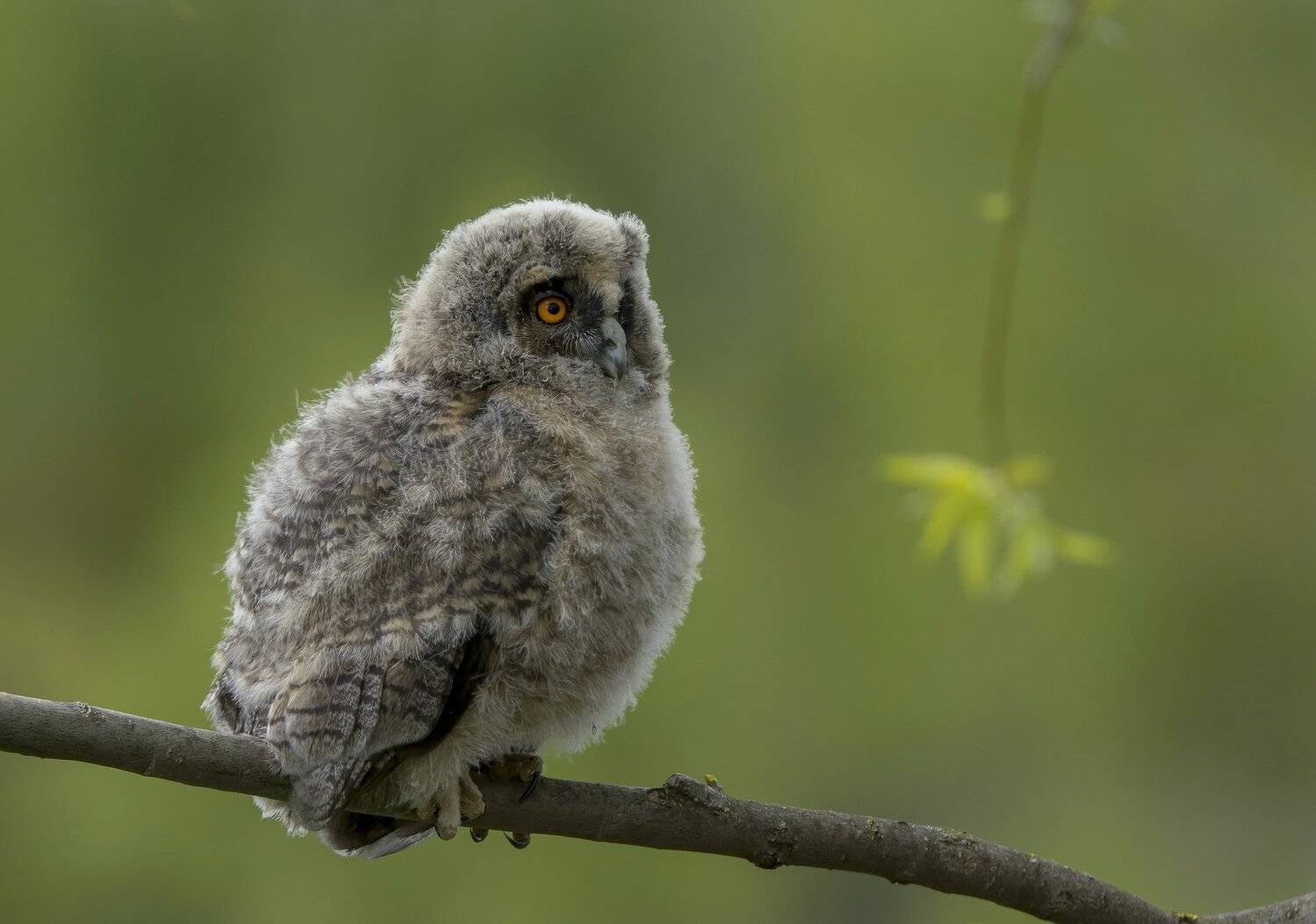 птицы,природа,весна,сова, Андрей Киселёв