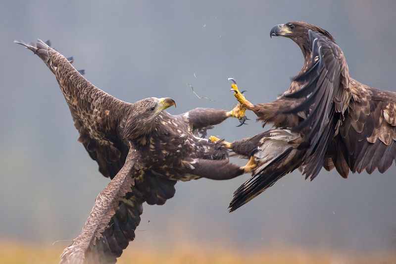 Fight II фото превью