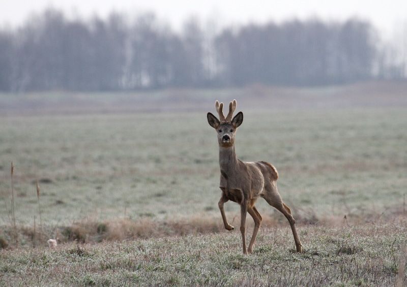 Фотоохота фото превью