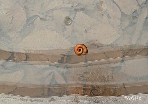 Игры улиток