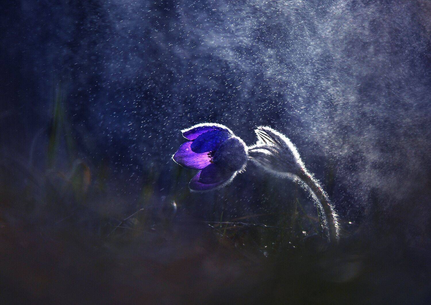 сон трава, Макеев Алексей