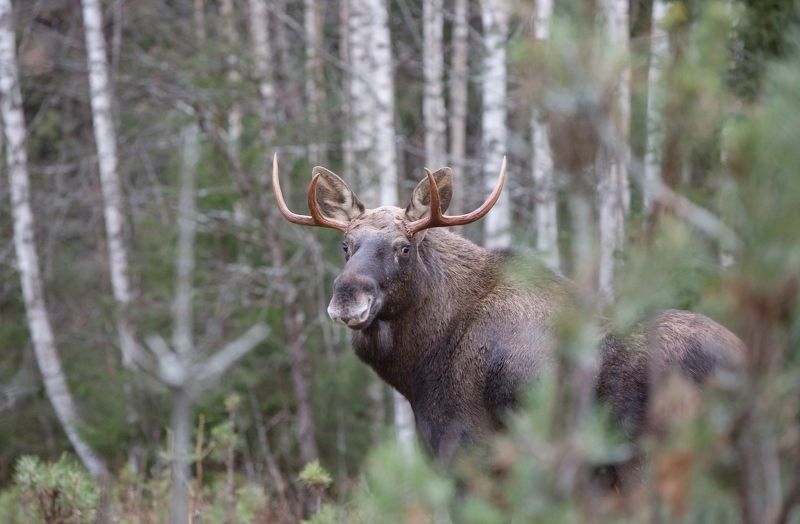 Лось.Портрет. фото превью
