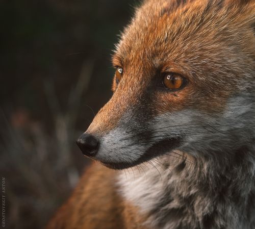 Тосканский лис)