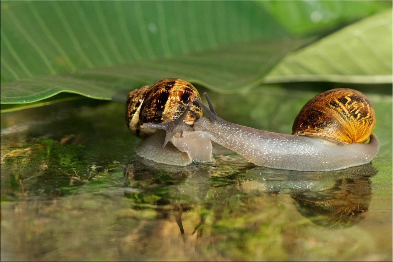 улитки, ноябрь, утро, Людмила Бекман