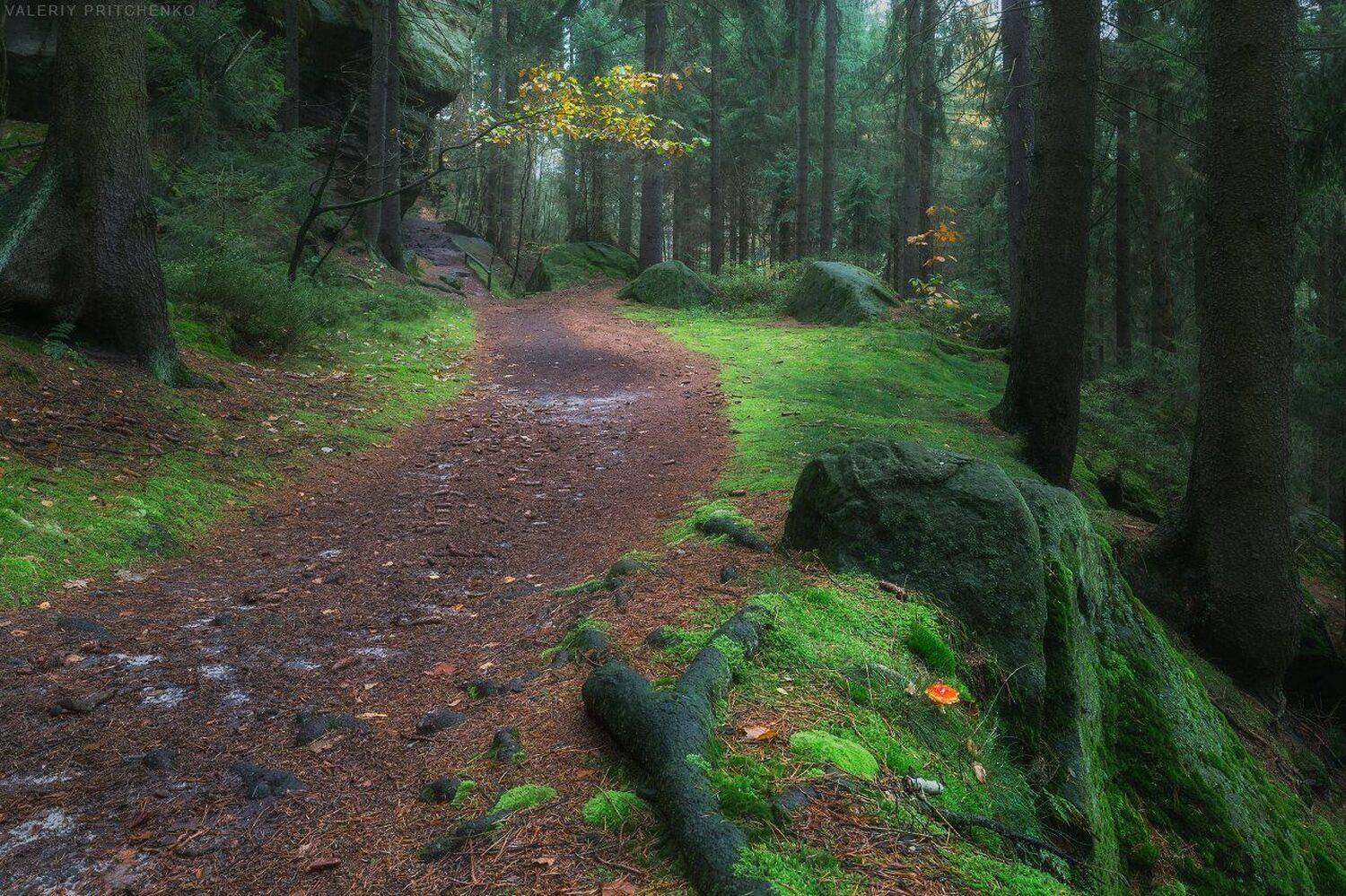 Германия, лес, осень, Germany, Saxony, forest, autumn, Валерий Притченко