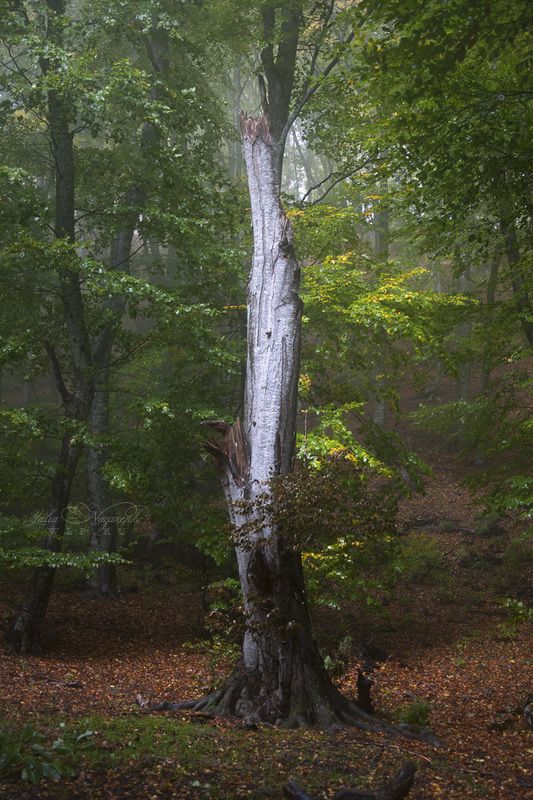 дерево, лес, природа, tree, woodland, forest, nature, fog, mist, туман Лесные эльфы . Wood elves фото превью