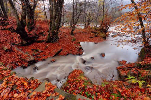 Осенний ручей