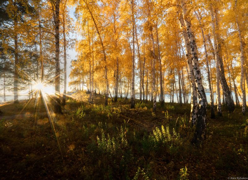 осень, лес, березы, лучи, Осень Юэного Урала фото превью