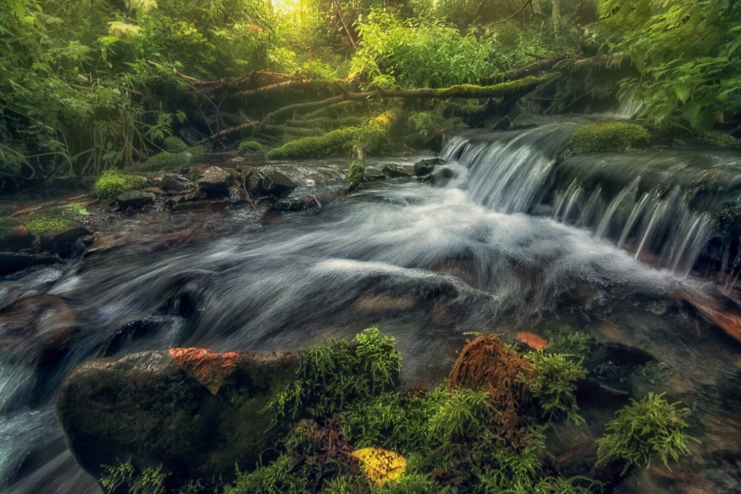 , Шинкарева Елена