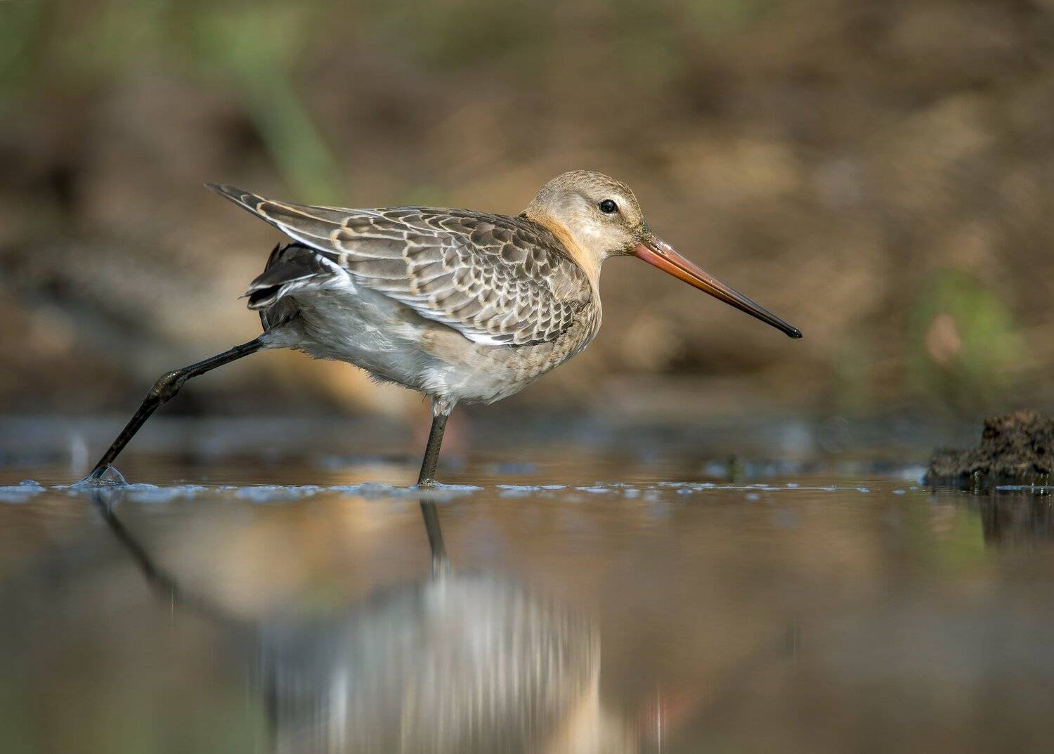 птицы,природа,лето, Андрей Киселёв