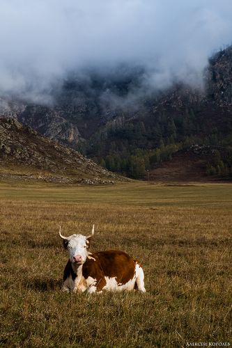 На горном пастбище