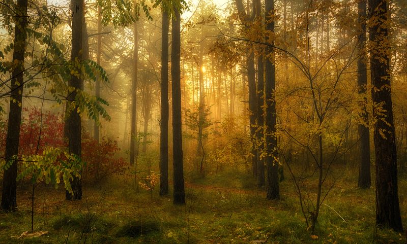 утро в лесу фото превью