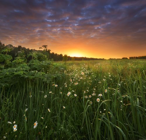 / Краски лета /