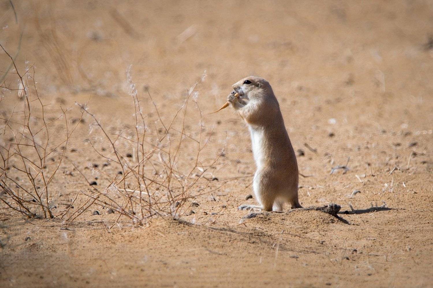 , Дмитрий Вилюнов