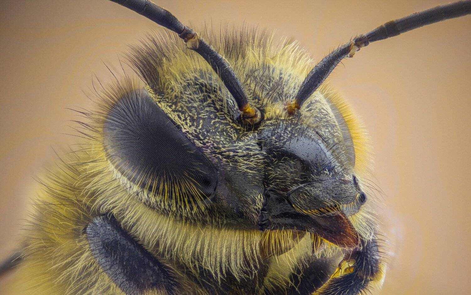 Автор: Tsvetan Ganev ceclii,macro,lgg4, extrememacro, макро, Tsvetan Ganev