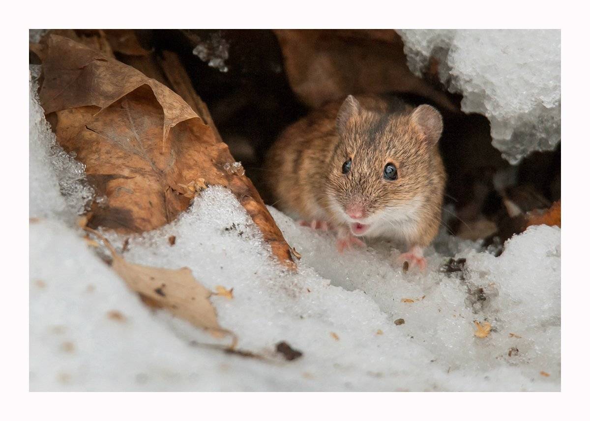 , Валерий Субачев