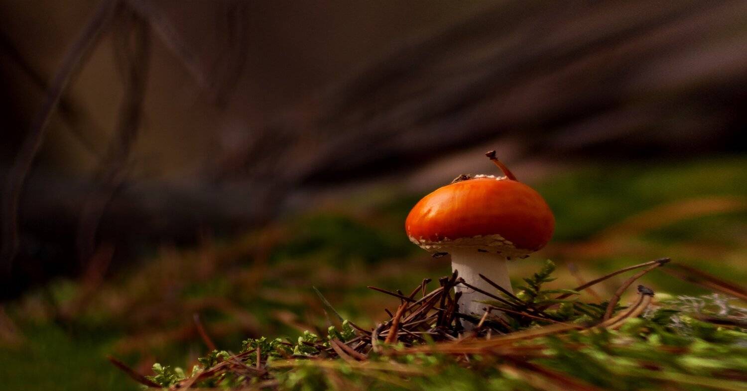 природа,лес,беларусь,осень, Sixten ( Сергей )