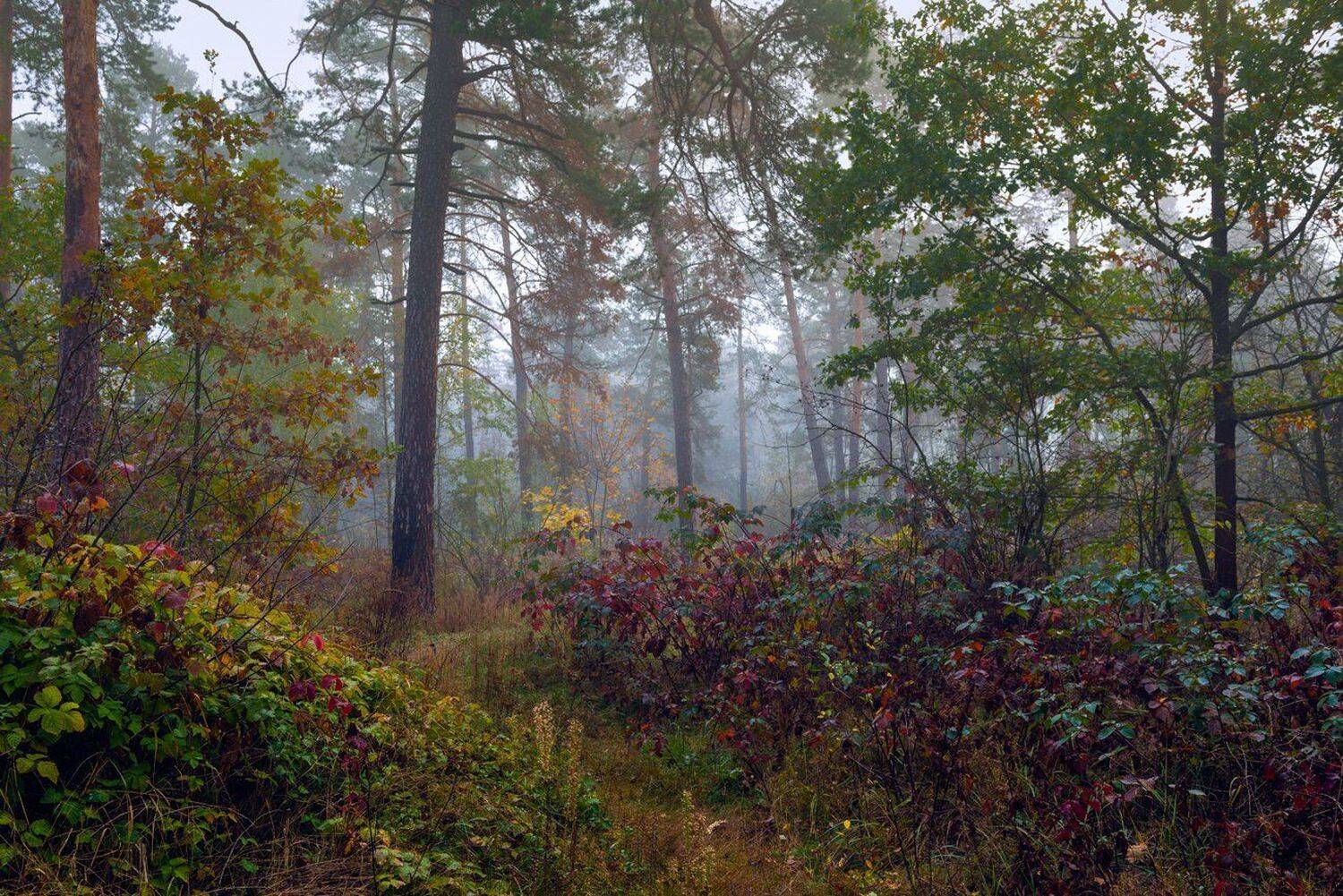 лес, осень, октябрь, туман, сырость, Галанзовская Оксана