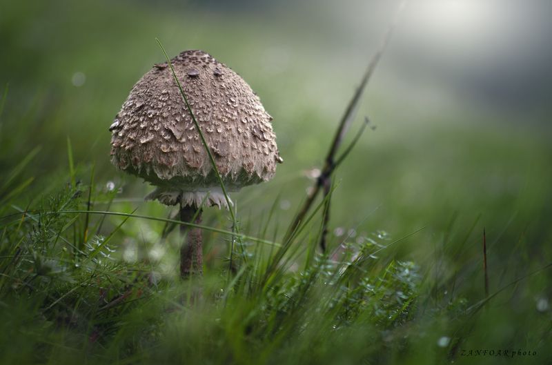 чехия,zanfoar,czech republic Macrolepiota procera..parasol mushroom фото превью