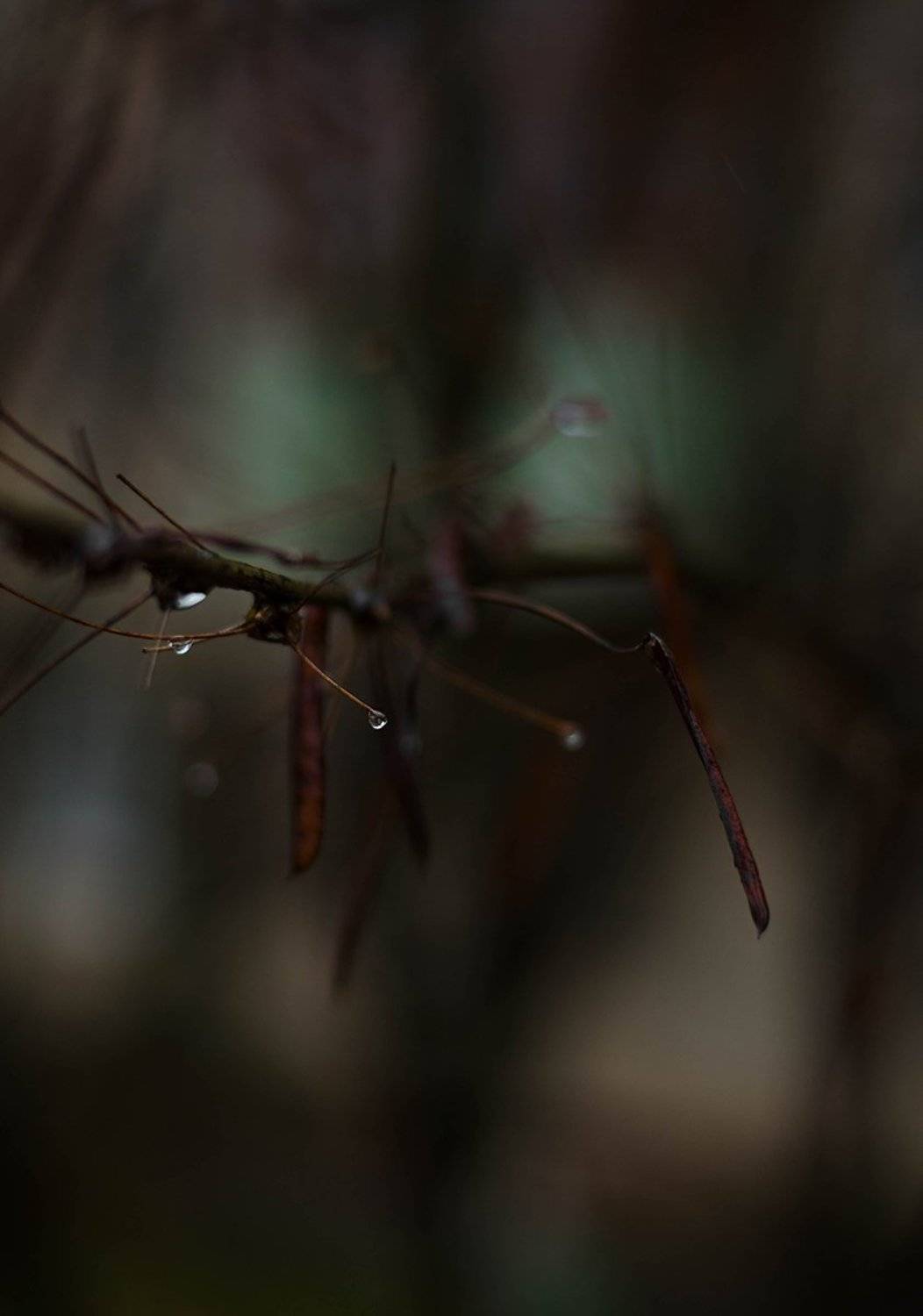 , Чернякова Анна