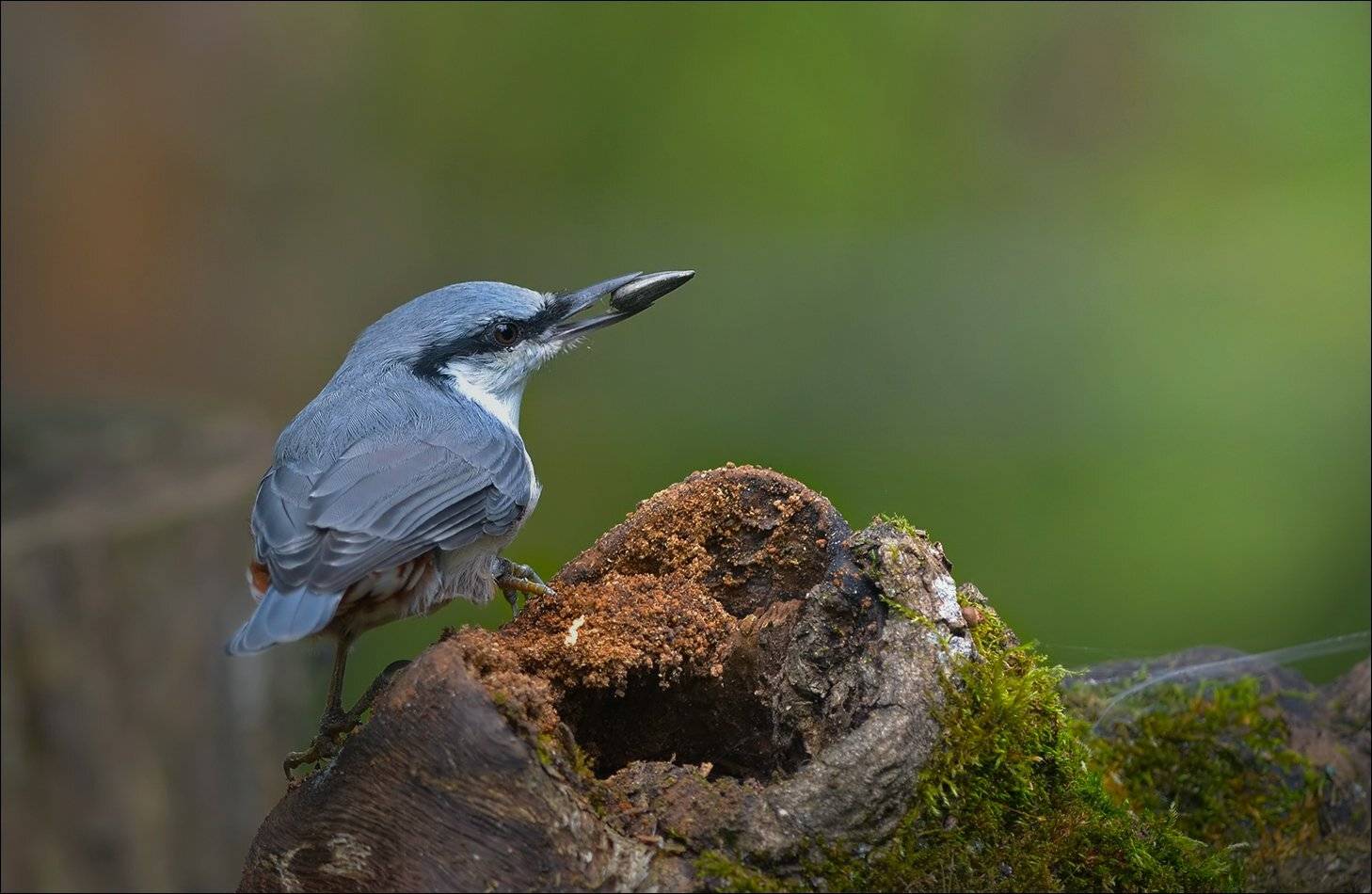 поползень, Андрей Медведев