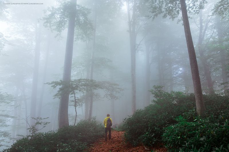 Georgian Jungles фото превью