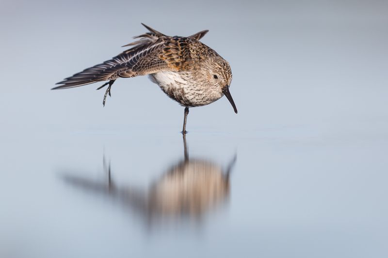 Dunlin фото превью