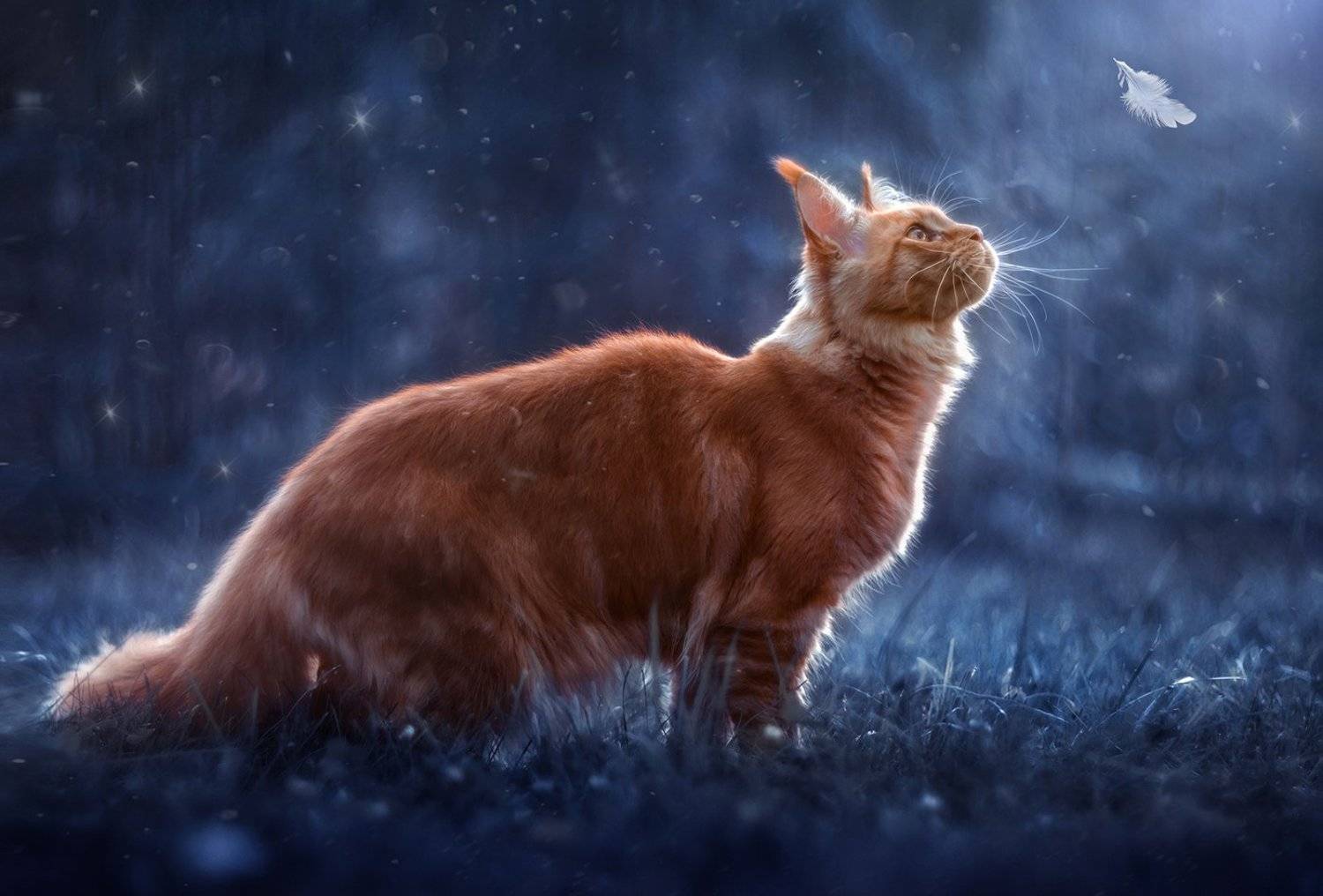 кошка, мейн-кун, рыжая, лето, ночь, сад, J.V.S