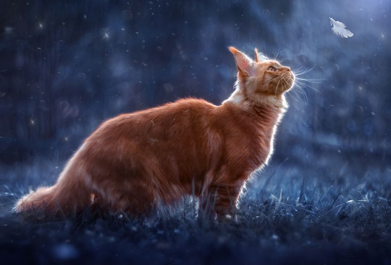 кошка, мейн-кун, рыжая, лето, ночь, сад Волшебная ночь фото превью